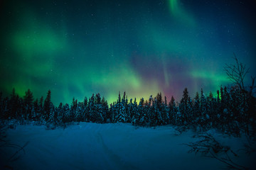 Winter forest Aurora