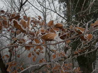 frozen leaves