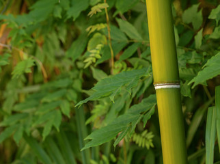 Fototapeta premium Bambusowy las, zielone bambusowe drzewo