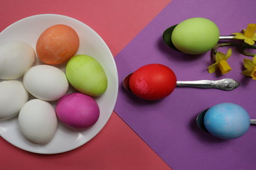 Top view of white and colored eggs on spoons and springtime daffodils