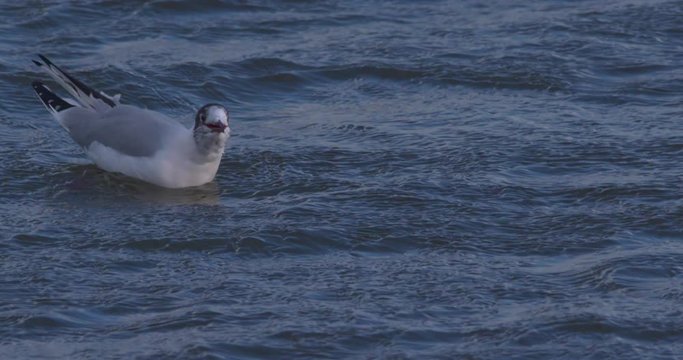 Juvenile black-headed seagull screaming bird call floating on choppy waters