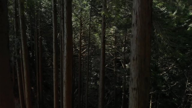 風に揺れる森の木々