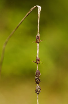 Five Ornate cow ticks waiting for host on a stem - Dermacentor reticulatus