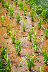 Rice paddy field in summer 