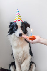 Funny portrait of cute smilling puppy dog border collie wearing birthday silly hat looking at cupcake holiday cake with one candle isolated on white background. Happy Birthday party concept.