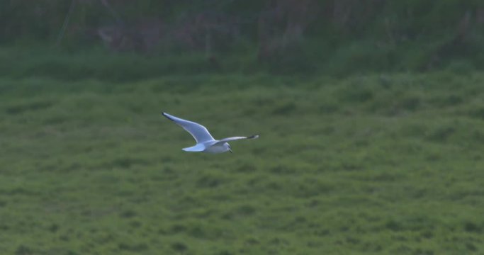 Seagull common white bird flying slow motion green natural outdoors