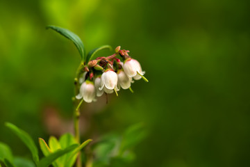 Lingonberries or cowberries flowers blooming