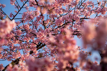 Kawazu-zakura cherry blossoms just before sunset blooming on a late February day at Myoden Park, Ichikawa, Japan.