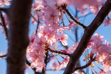Kawazu-zakura cherry blossoms just before sunset blooming on a late February day at Myoden Park, Ichikawa, Japan.