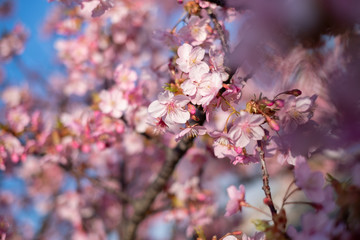Kawazu-zakura cherry blossoms just before sunset blooming on a late February day at Myoden Park, Ichikawa, Japan.
