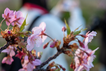 Kawazu-zakura cherry blossoms just before sunset blooming on a late February day at Myoden Park, Ichikawa, Japan.