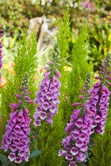 Obraz premium Purple foxgloves in the garden