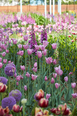 Blooming tulip in the garden 