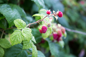 raspberries, agriculture, macro, plant, vitamins, fruit