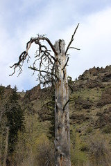 hillside and tree