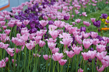 Obraz na płótnie Canvas Blooming tulip in the garden 