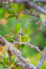 Blue-throated Toucanet, Aulacorhynchus prasinus Costa Rica