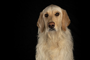 Serious yellow labrador retriever dog isolated on black background