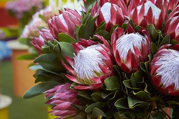 Blooming king protea in garden