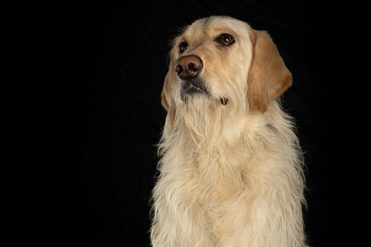Portrait of yellow lab dog isolated on black background