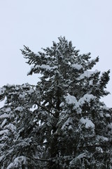snow on tree