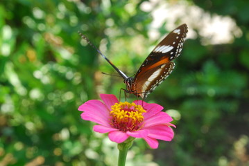 a beautiful butterfly alighted on a blooming flower