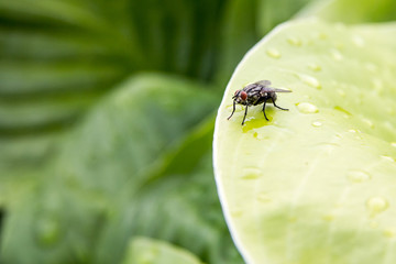 sarcophaga carnaria, also called the common flesh fly, or the european fly, laying alone on a green...