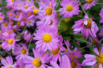 Obraz premium Pink Flowers in Spring