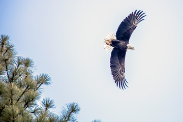 Bald Eagle 1