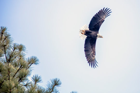Bald Eagle 1