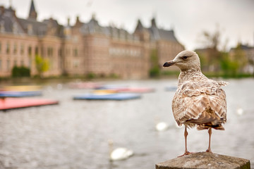 Seagull Sitting in Front of Binnenhof Palace of Parliament inThe Hague in The Netherlands At Daytime.