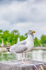 Seagull Sitting in Front of Binnenhof Palace of Parliament inThe Hague in The Netherlands At Daytime.