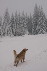 Multiday hike on snowshoes in Beskydy mountains