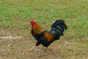 Rooster
