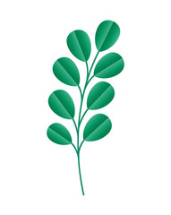 Fototapeta premium Isolated natural leaves vector design