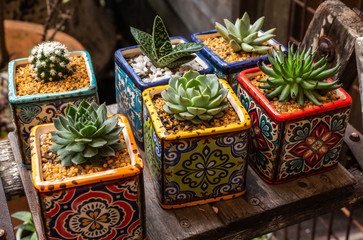 Collection of miniature succulent cactus plants in brightly coloured square pots