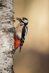 Great spotted woodpecker in a tree trunk looking for larbas