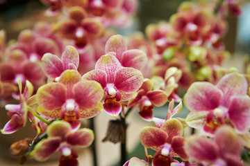 Mixed color phalaenopsis orchid, close up