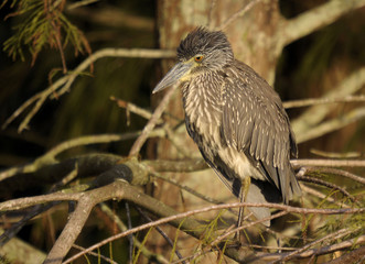 Immature Yellow-crown Night Heron in south Florida