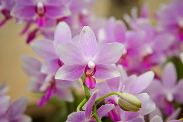 Pink phalaenopsis orchid, close up 