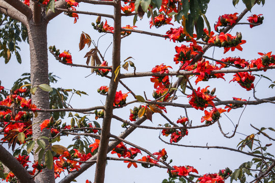 รูปภาพButea เลือกดูภาพถ่ายสต็อก เวกเตอร์ และวิดีโอ1,699 Adobe Stock