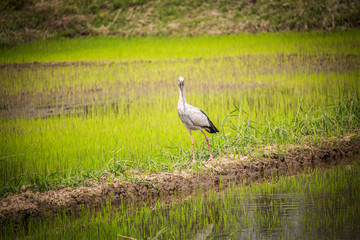 Obraz na płótnie Canvas heron bird animal rice field