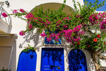 Fototapeta na wymiar Colorful Bougainvillea flowers with white traditional buildings in Oia, Santorini, Greece