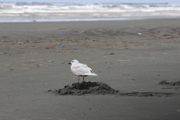 seagull on beach