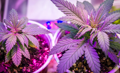 Cannabis plant growing marijuana in a grow box under the purple LED light