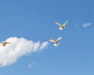 Wild white doves flying in blue sky.