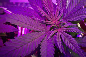 Cannabis plant growing marijuana in a grow box under the purple LED light