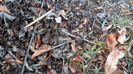 Texture of dry dead autumn leaves on the ground