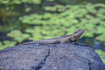 Lizard