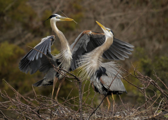 Nesting Great Blue Herons in southern Florida